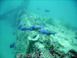 The wreck of the Sea Emperor off of Fort Lauderdale by Michael Kovach 